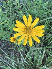 Helianthus floridanus