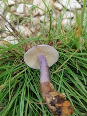 Calocybe ionides