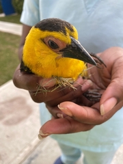 Gymnomystax mexicanus