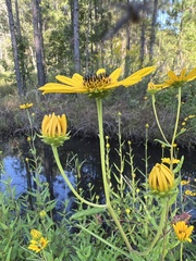Helianthus floridanus