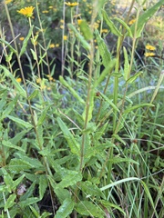 Helianthus floridanus