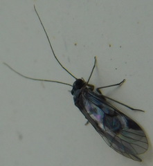 Elipsocus