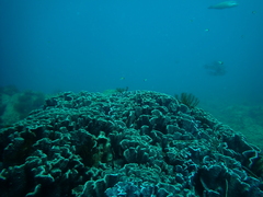 Duncanopsammia peltata