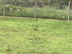 Streptopelia chinensis tigrina