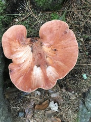 Fistulina hepatica