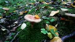 Lactarius torminosus