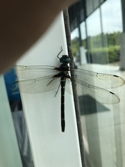 Macromia