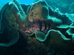 Hypoplectrodes nigroruber