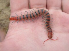 Scolopendra morsitans