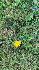 Taraxacum officinale