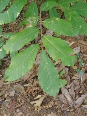 Castanea pumila
