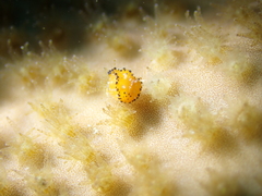 Crimora