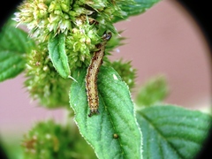 Helicoverpa armigera