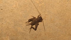 Velarifictorus