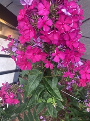 Phlox