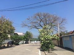 Handroanthus umbellatus