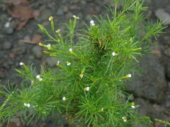 Tagetes