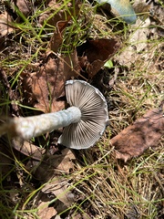 Stropharia caerulea