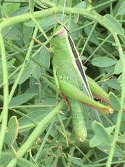 Heteracris pterosticha