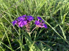 Verbena rigida