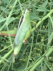 Heteracris pterosticha