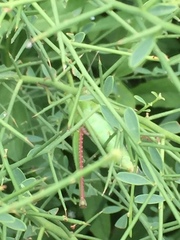 Heteracris pterosticha