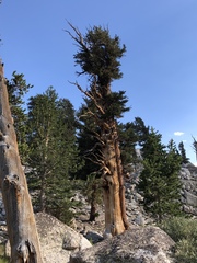Pinus balfouriana