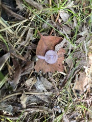 Inocybe lilacina