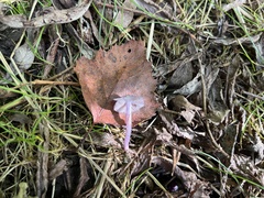 Inocybe lilacina