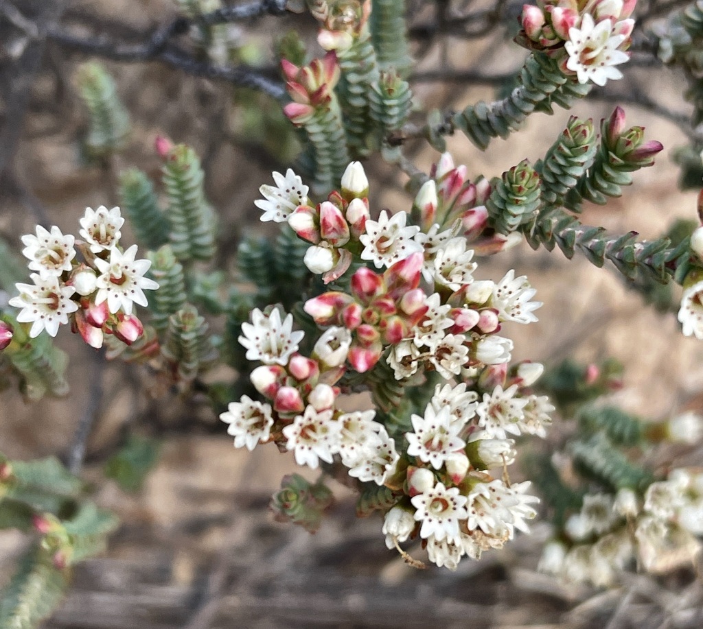 salt Darwinia