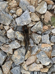 Gryllotalpa gryllotalpa