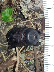 Cheiroplatys latipes