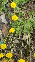 Thymophylla pentachaeta