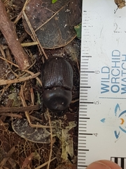 Cheiroplatys latipes