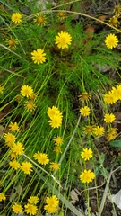 Thymophylla pentachaeta