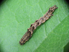 Acontia lucida
