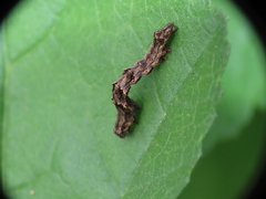 Acontia lucida
