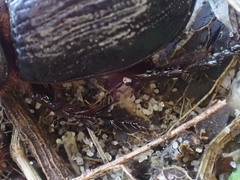 Cheiroplatys latipes