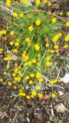 Thymophylla pentachaeta