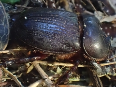 Cheiroplatys latipes