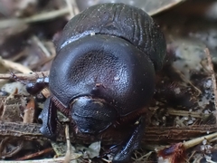 Cheiroplatys latipes
