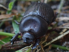 Cheiroplatys latipes