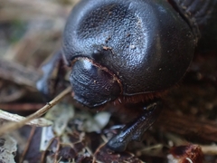 Cheiroplatys latipes
