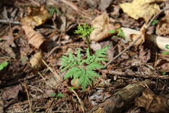 Sceptridium dissectum