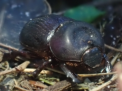 Cheiroplatys latipes