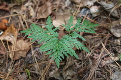 Sceptridium dissectum