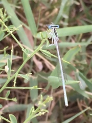 Platycnemis dealbata