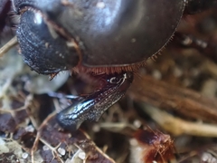 Cheiroplatys latipes