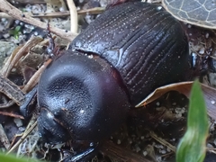 Cheiroplatys latipes