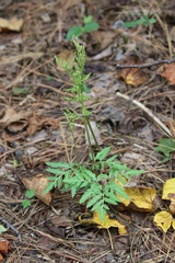 Sceptridium dissectum